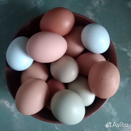 Домашние куриные яйца