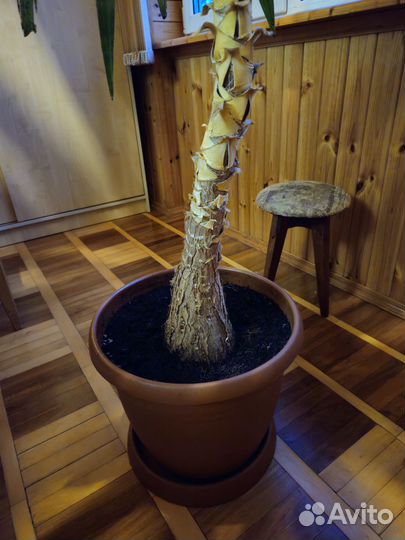 Пальма Юкка в горшке