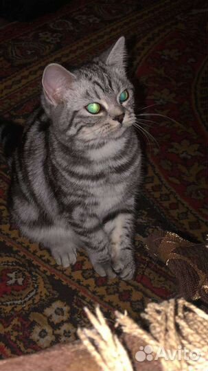 Кошка в дар бесплатно