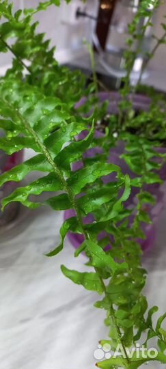 Папоротник комнатный