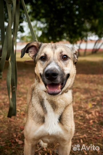Подари Линдору третью жизнь
