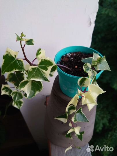 Крестовник макроглоссус