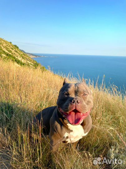 Кобель Американский Булли на вязку