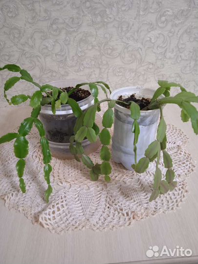 Комнатные цветы