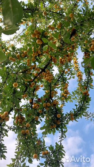 Соус ткемали