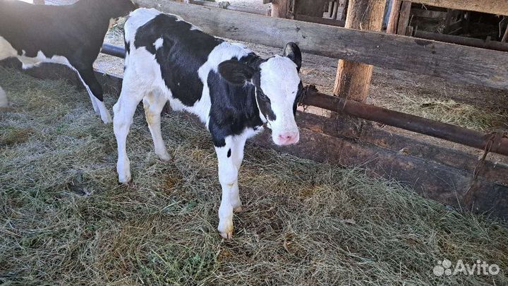 Бычки Холмогоры помесь