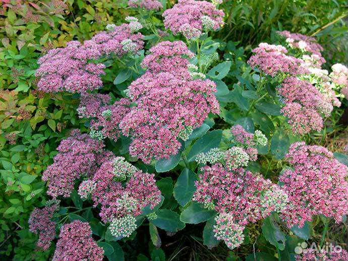 Многолетник