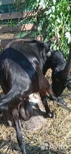 Козел и коза