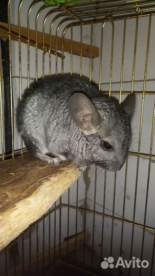 Шиншилла,мальчик