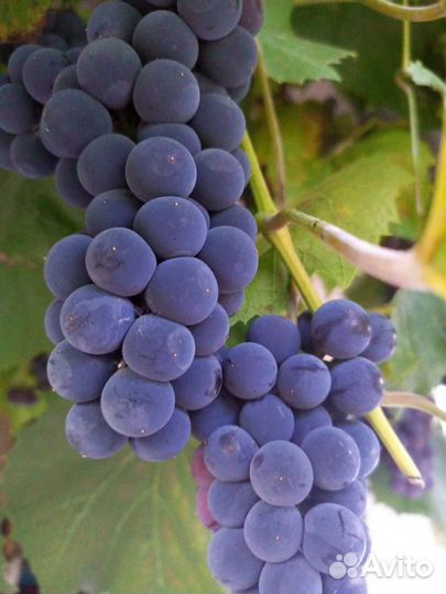 Виноград Изабелла