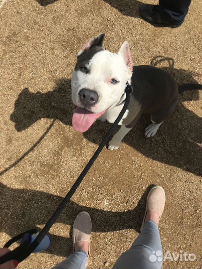 Выгульщик собак