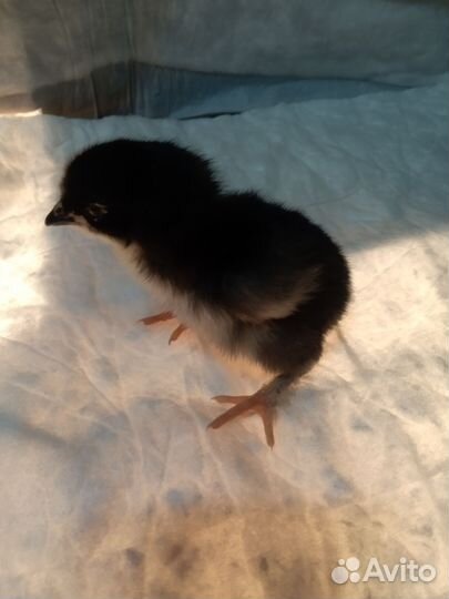 Цыплята мясо-яичные