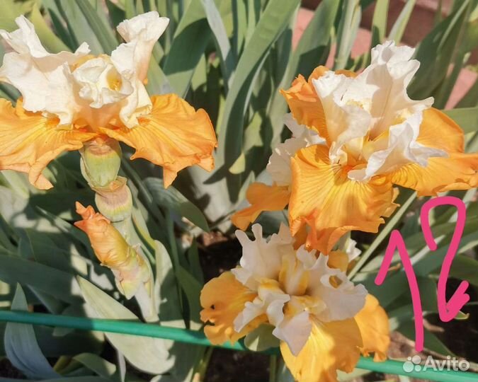Ирисы бородатые сортовые