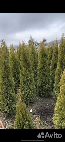 Туя смарагд