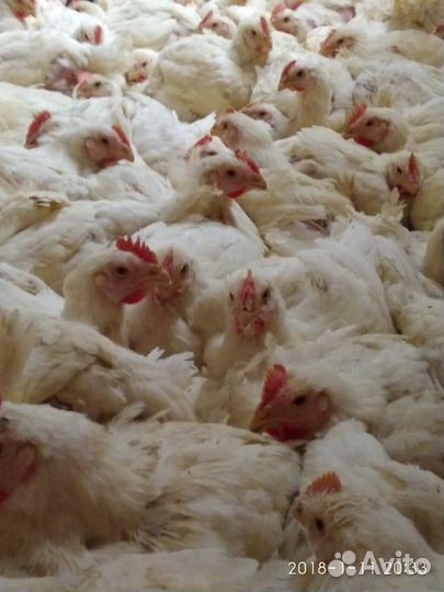 Бройлер на мясо