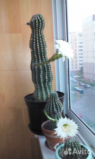 Продаю кактус, авокадо