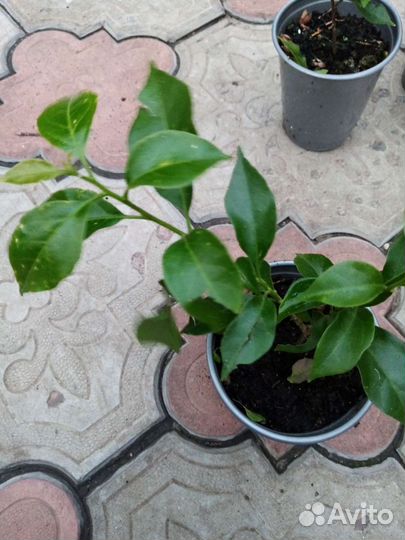 Брунгельвелия