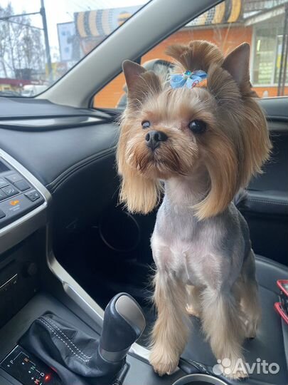 Йоркширский терьер вязка мальчик