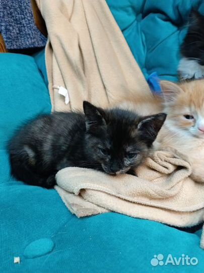 Котята ищут семью