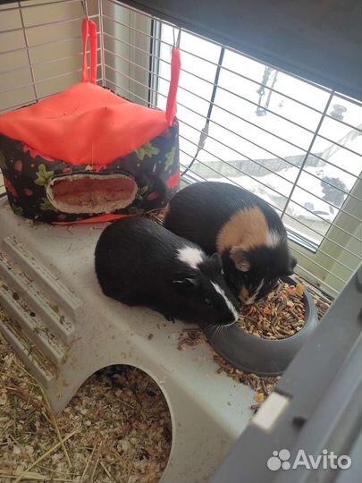 Няня для Вашего питомца (зооняня)