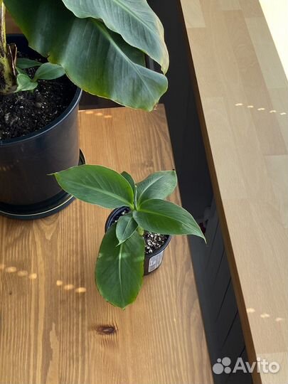 Комнатный банан киевский карлик