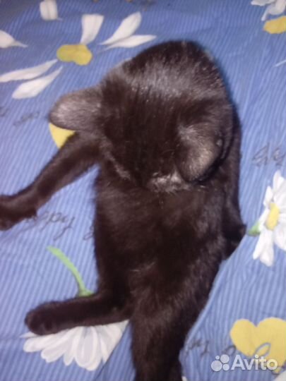 Отдам котят