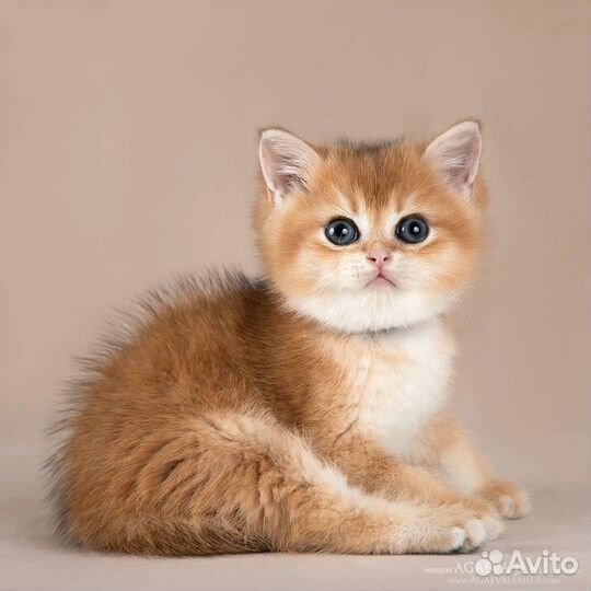 Котята золотые британские шиншиллы