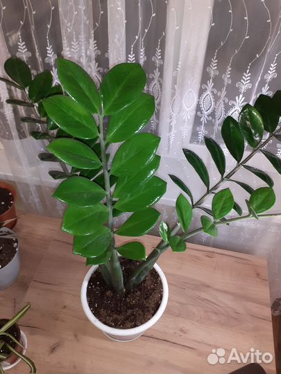 Замиокулькас