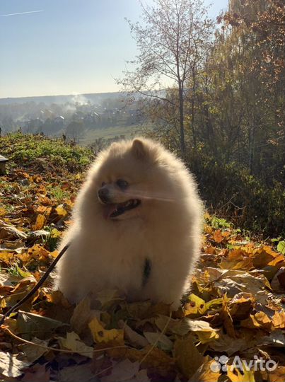 Немецкий малый Шпиц мальчик вязка случка