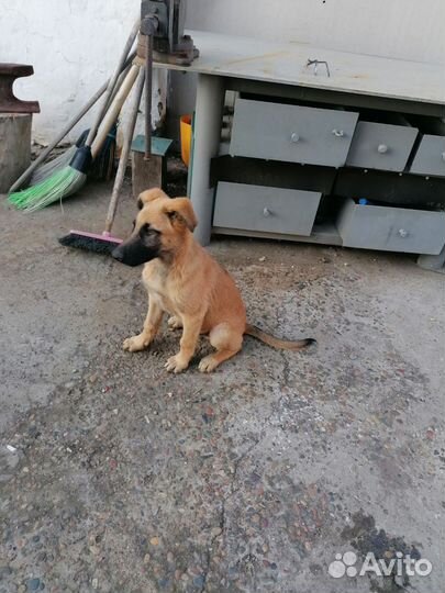 Похож на Бельгийскую овчарку