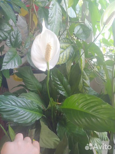 Комнатные цветы