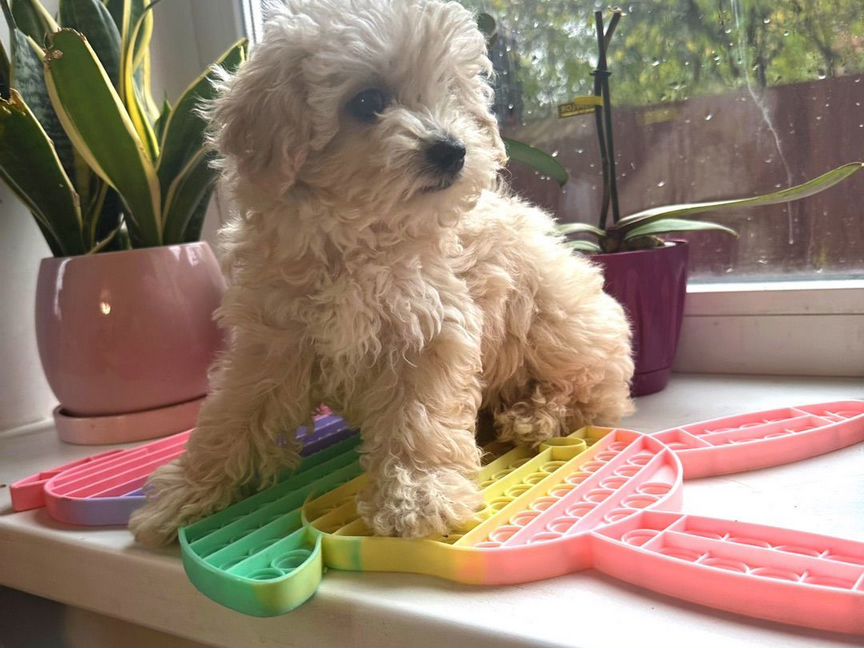 Mini maltipoo F1 Крем