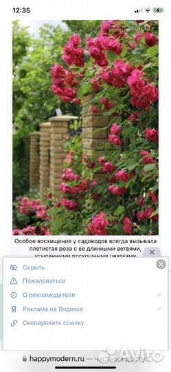 Вьющиеся розы в горшках