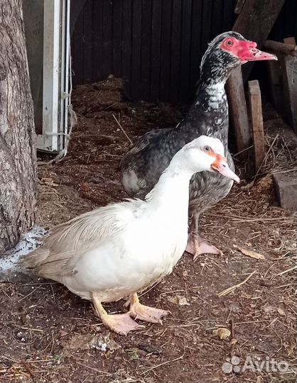 Индоутки пара