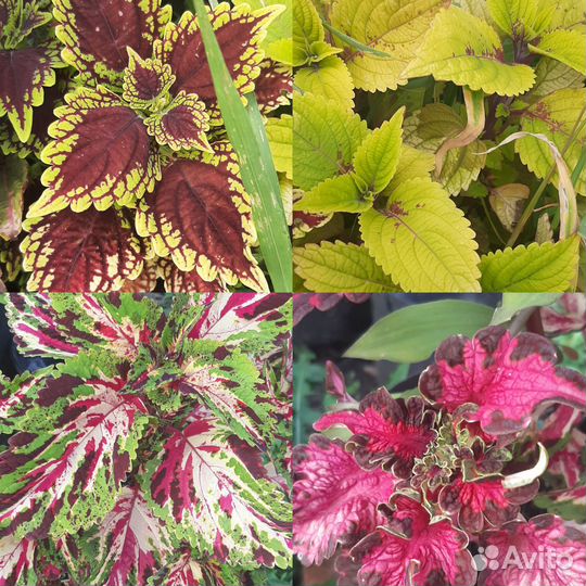 Колеус. Растения для дома и сада