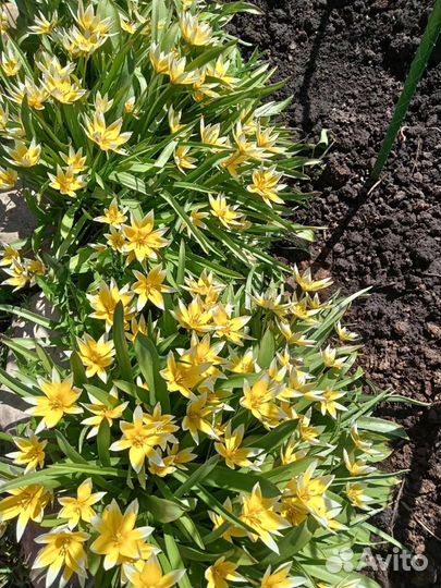 Тюльпан ботанический Дасистемон Тарда