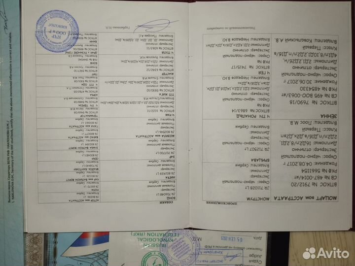 Щенок ягдтерьера