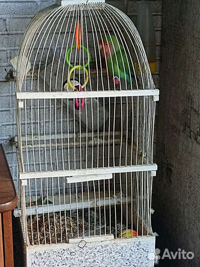Попугай неразлучник с клеткой