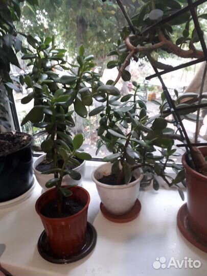 Крассула толстянка