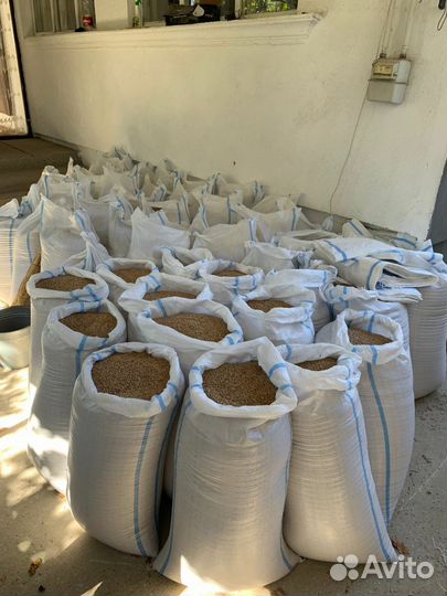 Пшеница фуражная