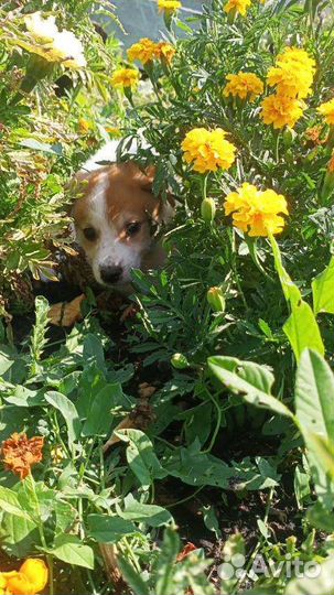 Собаки бесплатно в добрые руки щенки