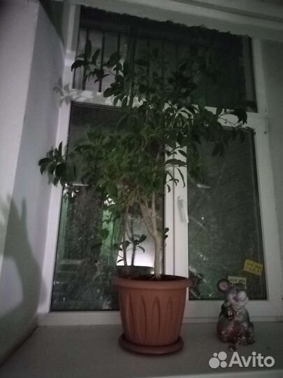 Фикус бенджамина большой