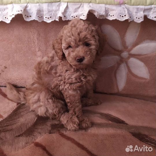 Щенки той пуделя
