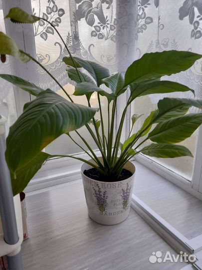 Спатифиллум