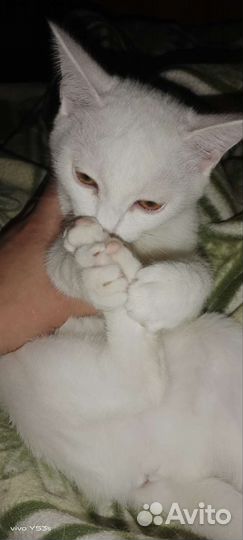 Котята в добрые руки приучены к лотку