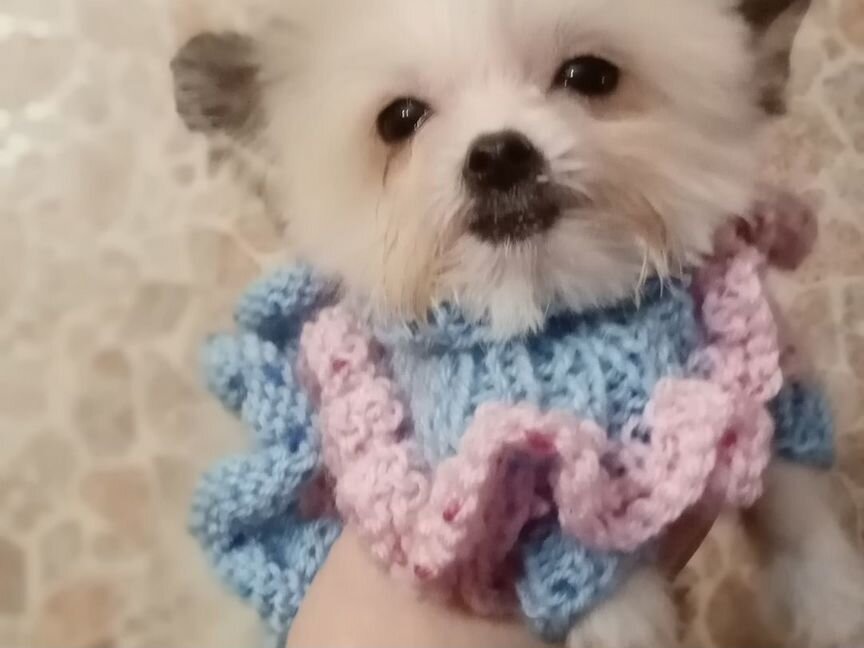 Mini teddy dog эксклюзив