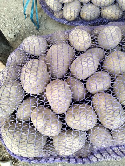 Картофель