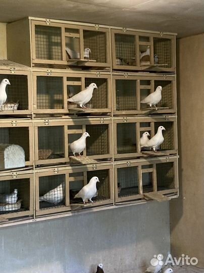 Выпуск голубей в Москве и области