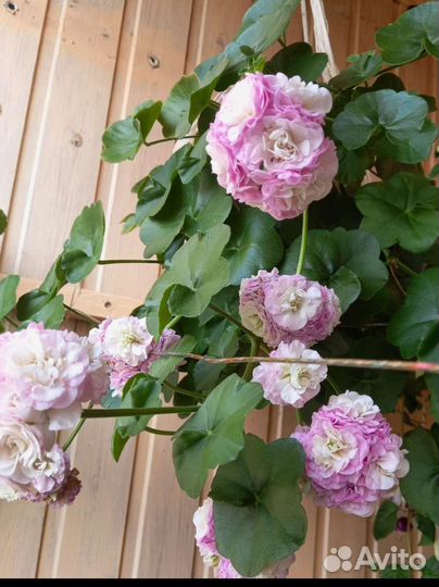 Пеларгония герань