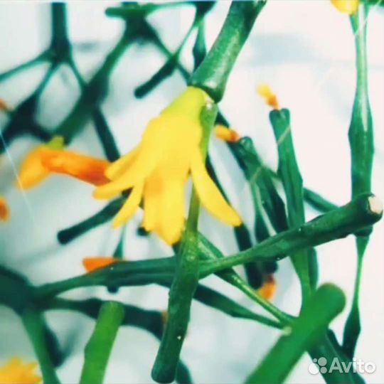 Хатиора, суккуленты